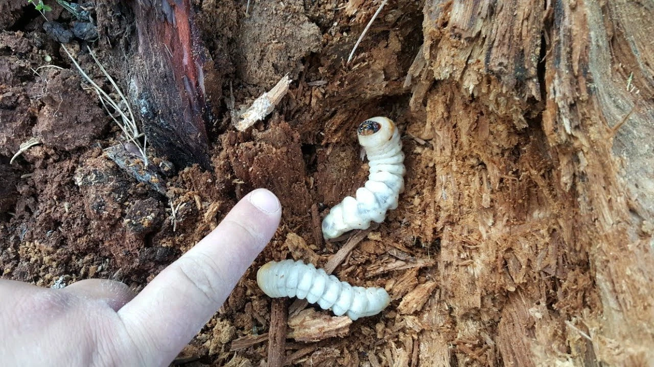 Rüyada Ağaç Kurdu görmek